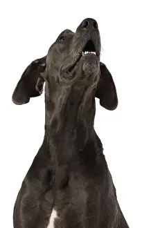 Danes: Dog Great Dane