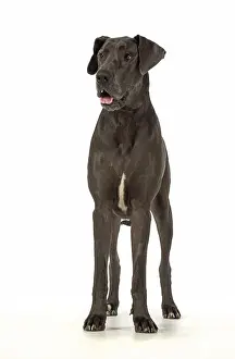 Danes: Dog Great Dane