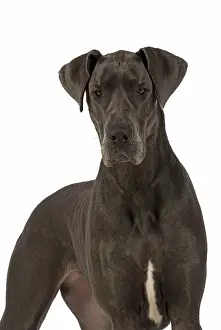 Danes: Dog Great Dane