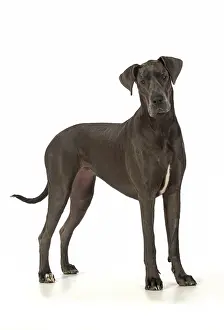 Danes: Dog Great Dane