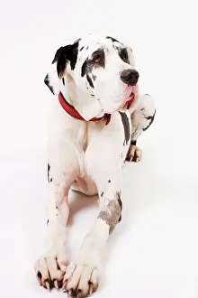 Anthony Harrison: Dog - Great Dane bitch lying down