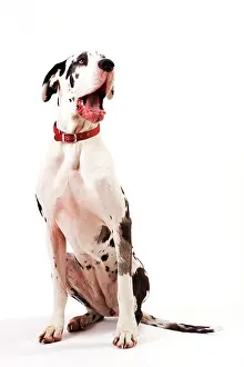 Anthony Harrison: Dog - Great Dane bitch sitting down