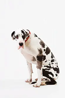 Anthony Harrison: Dog - Great Dane bitch sitting down