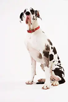 Anthony Harrison: Dog - Great Dane bitch sitting down