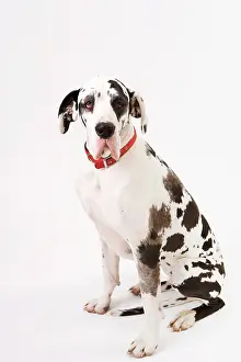 Anthony Harrison: Dog - Great Dane bitch sitting down