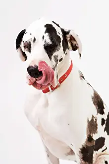 Anthony Harrison: Dog - Great Dane bitch sitting down licking lips