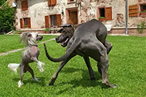 Mastiffs: Dog - Great Dane / German Mastiff / Danish Hound