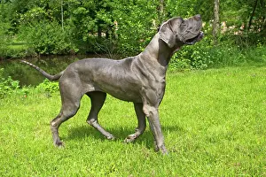 Mastiffs: Dog - Great Dane / German Mastiff / Danish Hound