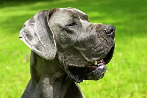Mastiffs: Dog - Great Dane / German Mastiff / Danish Hound