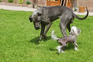 Mastiffs: Dog - Great Dane / German Mastiff / Danish Hound