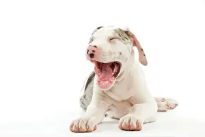 Dogge: Dog - Great Dane / German Mastiff / Deutsche Dogge