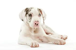 Dogge: Dog - Great Dane / German Mastiff / Deutsche Dogge