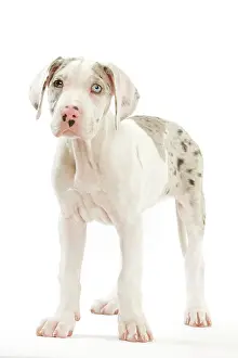 Dogge: Dog - Great Dane / German Mastiff / Deutsche Dogge