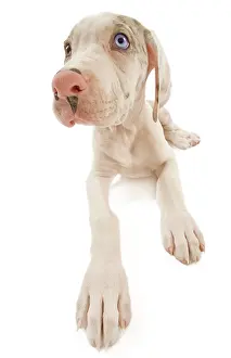 Dogge: Dog - Great Dane / German Mastiff / Deutsche Dogge