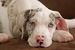 Sofas: Dog - Great Dane / German Mastiff / Deutsche Dogge