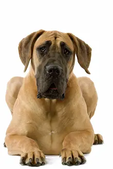 Dogge: Dog - Great Dane / German Mastiff / Dogue Allemand