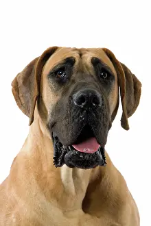 Dogge: Dog - Great Dane / German Mastiff / Dogue Allemand