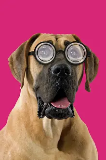 Mastiffs: Dog - Great Dane / German Mastiff / Dogue Allemand