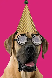Mastiffs: Dog - Great Dane / German Mastiff / Dogue Allemand