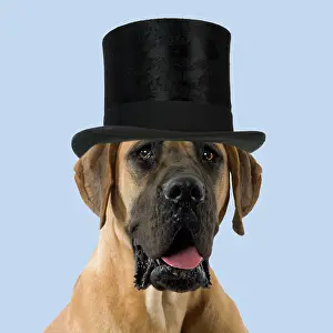 Mastiffs: Dog - Great Dane / German Mastiff / Dogue Allemand / Deutsch