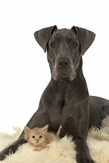 Danes: Dog Great Dane with a kitten