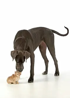 Danes: Dog Great Dane with a kitten