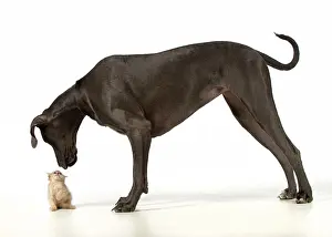 Frightening: Dog Great Dane with a kitten