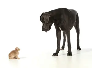 Danes: Dog Great Dane with a kitten