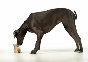 Danes: Dog Great Dane with a kitten