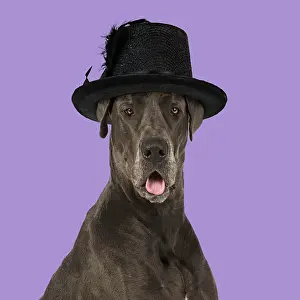 Shock: DOG - Great Dane - mouth open wearing Hat Digital