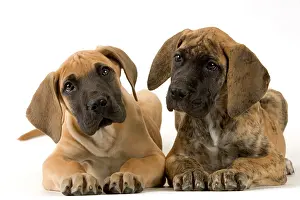Pricked: DOG - two GREAT DANE puppies