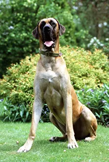 Collar: DOG - GREAT DANE, SITTING