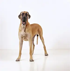 Danes: DOG - Great Dane - Standing