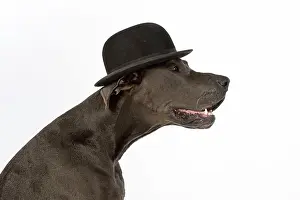 Danes: Dog Great Dane wearing a bowler hat