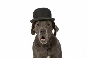 Danes: Dog Great Dane wearing a bowler hat