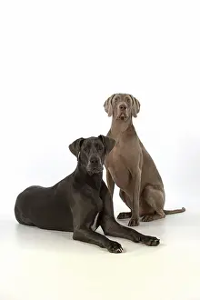 Weimaraners: Dog Great Dane and Weimaraner