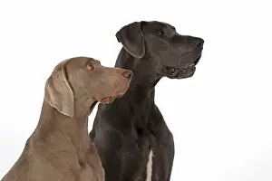 Weimaraners: Dog Great Dane and Weimaraner