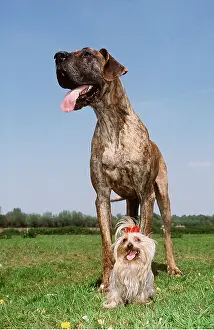 Size: DOG - GREAT DANE & YORKSHIRE TERRIER