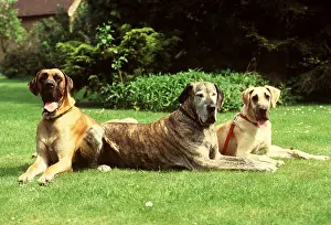 Collar: DOG - GREAT DANES X3 SEATED ON LAWN