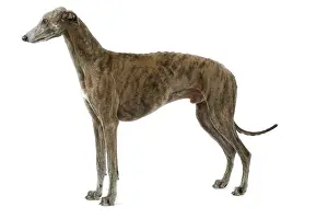 Greyhounds: Dog - Greyhound