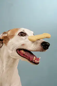 Biscuit: Dog - Greyhound with biscuit balanced on his nose