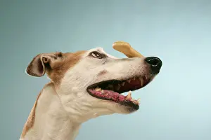 Biscuit: Dog - Greyhound with biscuit balanced on his nose