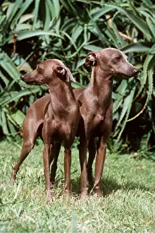 Kallen Marc Ferrero: DOG - GREYHOUND - ITALIAN