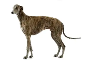 Levrier: Dog - Greyhound / Levrier