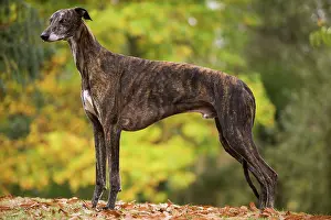 Greyhounds: Dog - Greyhound outside