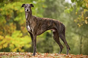 Greyhounds: Dog - Greyhound outside