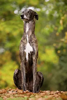 Greyhounds: Dog - Greyhound sitting outside