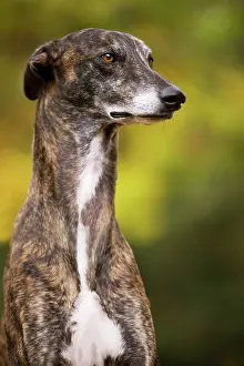 Greyhounds: Dog - Greyhound sitting outside
