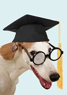Greyhound: Dog - Greyhound wearing joke magnifying glasses
