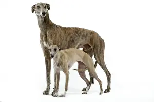Whippets: Dog - Greyhound and Whippet